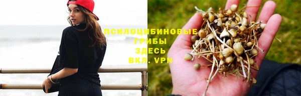 ПСИЛОЦИБИНОВЫЕ ГРИБЫ Арсеньев